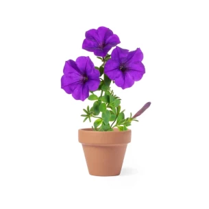 Pot de fleurs, 5-8 graines de pétunia et terreau - neutre